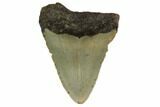 Juvenile Megalodon Tooth - North Carolina #160490-1